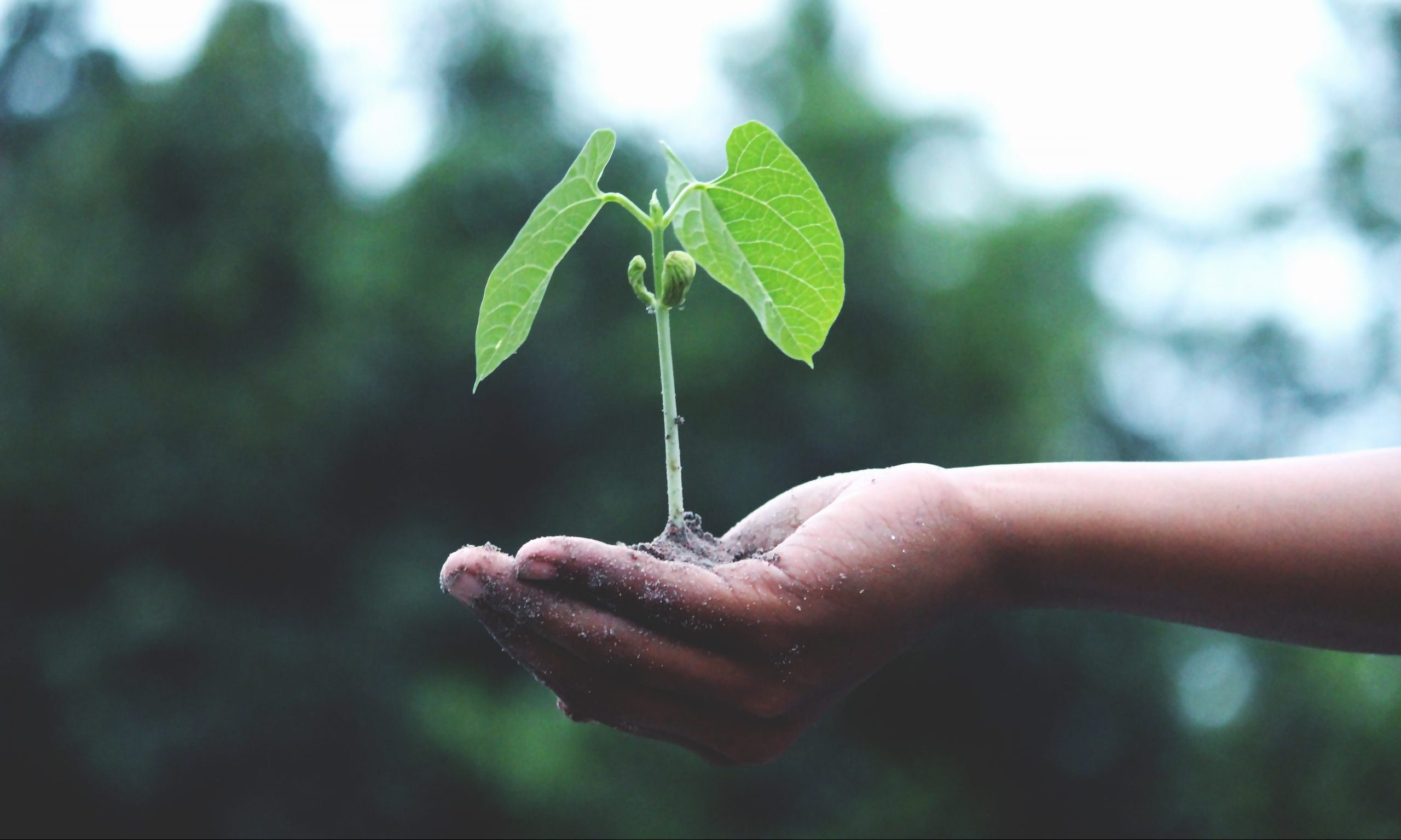 Person holding a green plant