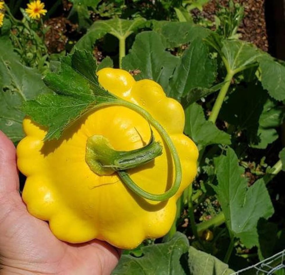 Lemon Sun Patty Pan Squash Seed