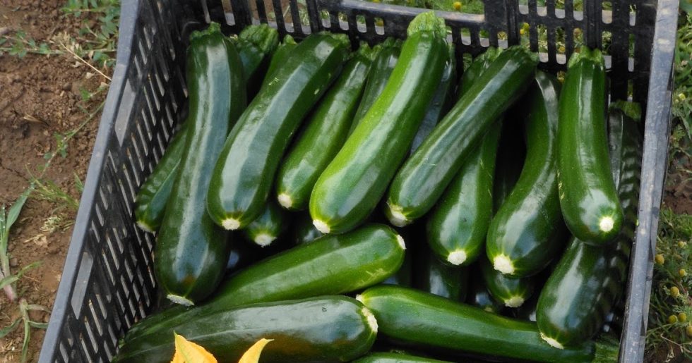 Noche Zucchini Squash